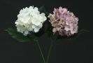 Dry and Silk Flowers are available as FULL SERVICE � design and arrangement work included.
Also flowers are available for DIY � DO IT YOURSELF SERVICE. 
All flowers are available for purchase in bulk. That transforms into a HUGE saving.
Save up to 40% comparing with retailers prices.
Certain conditions may apply.
Contact us for details.