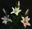 Dry and Silk Flowers are available as FULL SERVICE � design and arrangement work included.
Also flowers are available for DIY � DO IT YOURSELF SERVICE. 
All flowers are available for purchase in bulk. That transforms into a HUGE saving.
Save up to 40% comparing with retailers prices.
Certain conditions may apply.
Contact us for details.