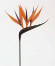 Dry and Silk Flowers are available as FULL SERVICE � design and arrangement work included.
Also flowers are available for DIY � DO IT YOURSELF SERVICE. 
All flowers are available for purchase in bulk. That transforms into a HUGE saving.
Save up to 40% comparing with retailers prices.
Certain conditions may apply.
Contact us for details.