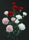 Dry and Silk Flowers are available as FULL SERVICE � design and arrangement work included.
Also flowers are available for DIY � DO IT YOURSELF SERVICE. 
All flowers are available for purchase in bulk. That transforms into a HUGE saving.
Save up to 40% comparing with retailers prices.
Certain conditions may apply.
Contact us for details.