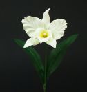 Dry and Silk Flowers are available as FULL SERVICE � design and arrangement work included.
Also flowers are available for DIY � DO IT YOURSELF SERVICE. 
All flowers are available for purchase in bulk. That transforms into a HUGE saving.
Save up to 40% comparing with retailers prices.
Certain conditions may apply.
Contact us for details.