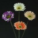 Dry and Silk Flowers are available as FULL SERVICE � design and arrangement work included.
Also flowers are available for DIY � DO IT YOURSELF SERVICE. 
All flowers are available for purchase in bulk. That transforms into a HUGE saving.
Save up to 40% comparing with retailers prices.
Certain conditions may apply.
Contact us for details.