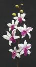 Dry and Silk Flowers are available as FULL SERVICE � design and arrangement work included.
Also flowers are available for DIY � DO IT YOURSELF SERVICE. 
All flowers are available for purchase in bulk. That transforms into a HUGE saving.
Save up to 40% comparing with retailers prices.
Certain conditions may apply.
Contact us for details.