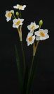 Dry and Silk Flowers are available as FULL SERVICE � design and arrangement work included.
Also flowers are available for DIY � DO IT YOURSELF SERVICE. 
All flowers are available for purchase in bulk. That transforms into a HUGE saving.
Save up to 40% comparing with retailers prices.
Certain conditions may apply.
Contact us for details.