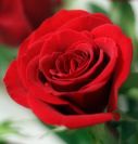 Availability and prices of the flowers depend on the season. Please call us for more information.
Flowers are available as FULL SERVICE � design and arrangement work included.
Also flowers are available for DIY � DO IT YOURSELF SERVICE. 
All flowers are available for purchase in bulk. That transforms into a HUGE saving.
Save up to 40% comparing with retailers prices.
Certain conditions may apply.
Contact us for details.