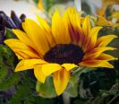 Availability and prices of the flowers depend on the season. Please call us for more information.
Flowers are available as FULL SERVICE � design and arrangement work included.
Also flowers are available for DIY � DO IT YOURSELF SERVICE. 
All flowers are available for purchase in bulk. That transforms into a HUGE saving.
Save up to 40% comparing with retailers prices.
Certain conditions may apply.
Contact us for details.
