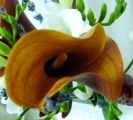 Availability and prices of the flowers depend on the season. Please call us for more information.
Flowers are available as FULL SERVICE � design and arrangement work included.
Also flowers are available for DIY � DO IT YOURSELF SERVICE. 
All flowers are available for purchase in bulk. That transforms into a HUGE saving.
Save up to 40% comparing with retailers prices.
Certain conditions may apply.
Contact us for details.