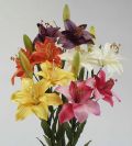 Dry and Silk Flowers are available as FULL SERVICE � design and arrangement work included.
Also flowers are available for DIY � DO IT YOURSELF SERVICE. 
All flowers are available for purchase in bulk. That transforms into a HUGE saving.
Save up to 40% comparing with retailers prices.
Certain conditions may apply.
Contact us for details.
