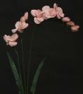 Dry and Silk Flowers are available as FULL SERVICE � design and arrangement work included.
Also flowers are available for DIY � DO IT YOURSELF SERVICE. 
All flowers are available for purchase in bulk. That transforms into a HUGE saving.
Save up to 40% comparing with retailers prices.
Certain conditions may apply.
Contact us for details.