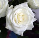 Availability and prices of the flowers depend on the season. Please call us for more information.
Flowers are available as FULL SERVICE � design and arrangement work included.
Also flowers are available for DIY � DO IT YOURSELF SERVICE. 
All flowers are available for purchase in bulk. That transforms into a HUGE saving.
Save up to 40% comparing with retailers prices.
Certain conditions may apply.
Contact us for details.